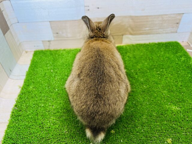 ネザーランドドワーフ