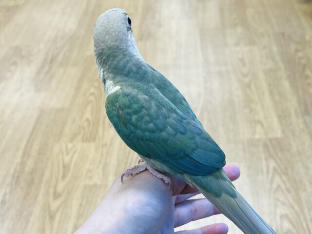 ホオミドリウロコインコ