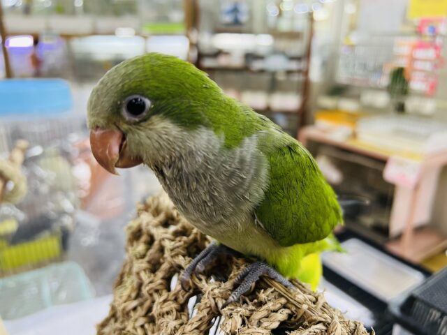 オキナインコ