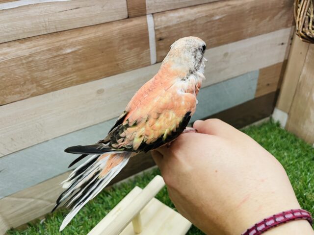 最新画像あります☆ヒナ餌卒業のロゼちゃんです♪アキクサインコのローズ! アキクサインコ(秋草インコ)