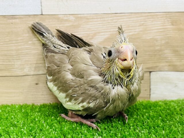 オカメインコ