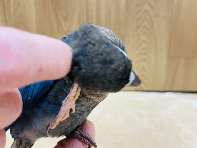 ホオミドリウロコインコ