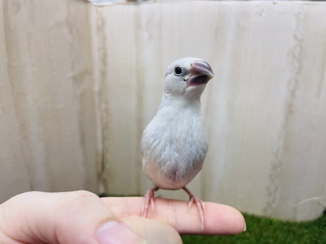 シルバー文鳥