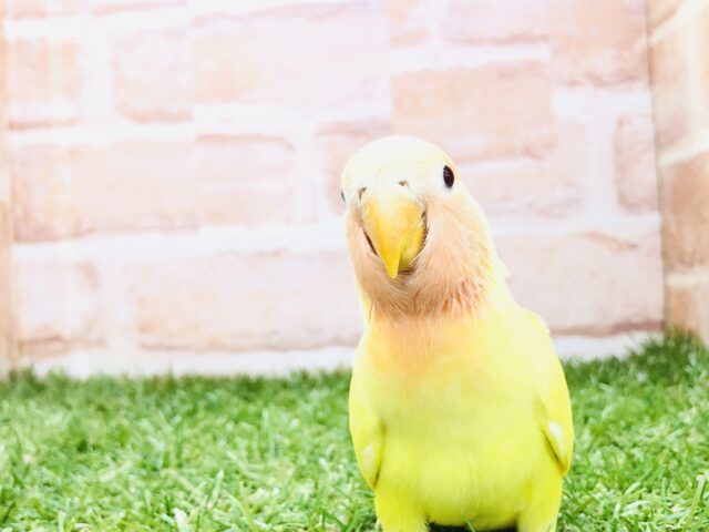 コザクラインコ（小桜インコ）