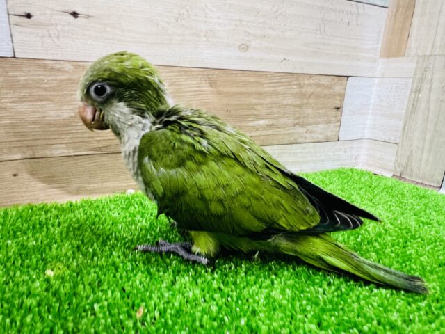 オキナインコ