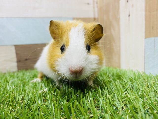 イングリッシュモルモット