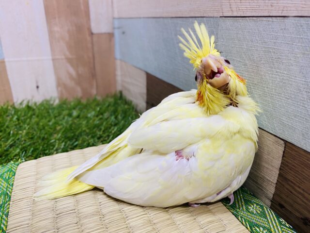 オカメインコ