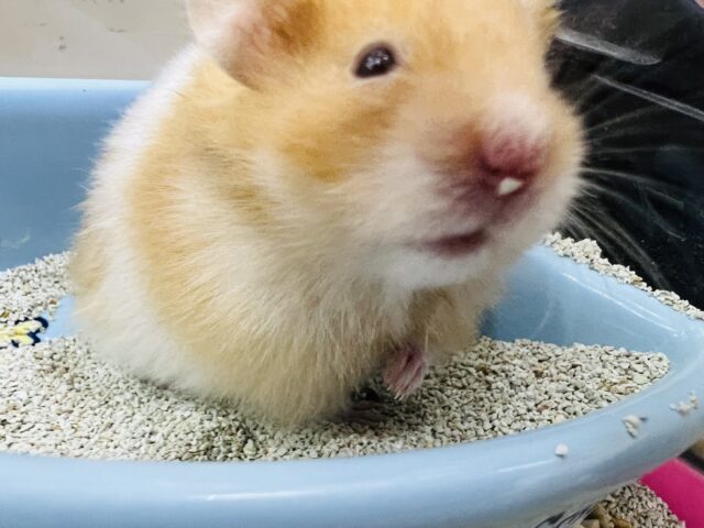 ゴールデンハムスター