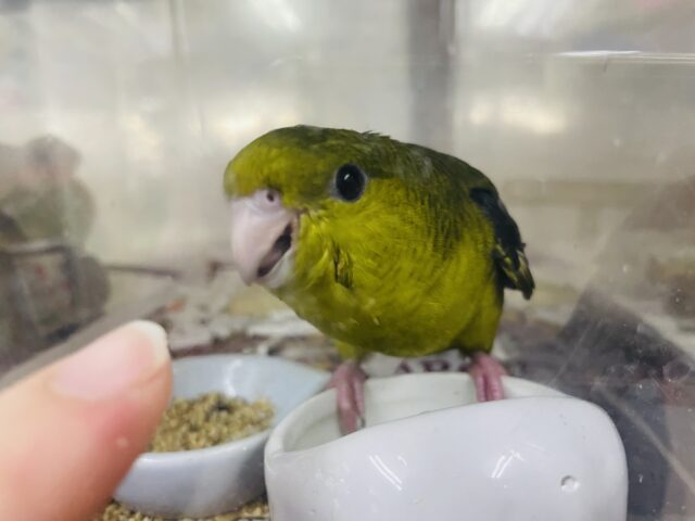 サザナミインコ