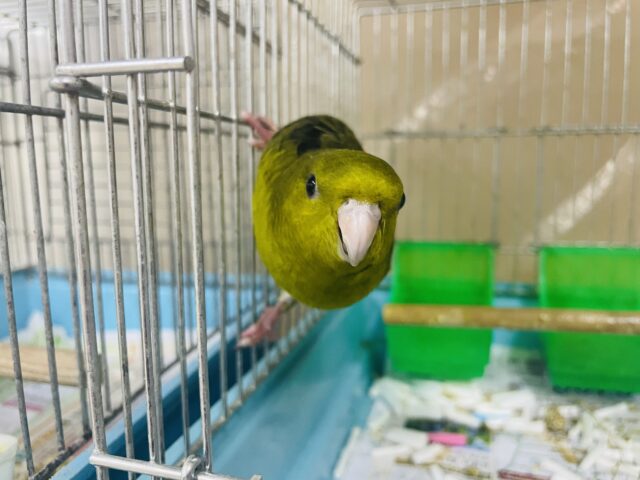 サザナミインコ