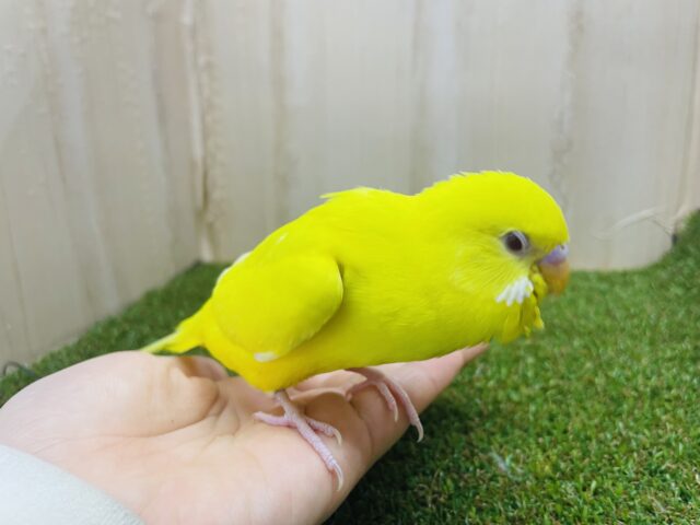 セキセイインコ