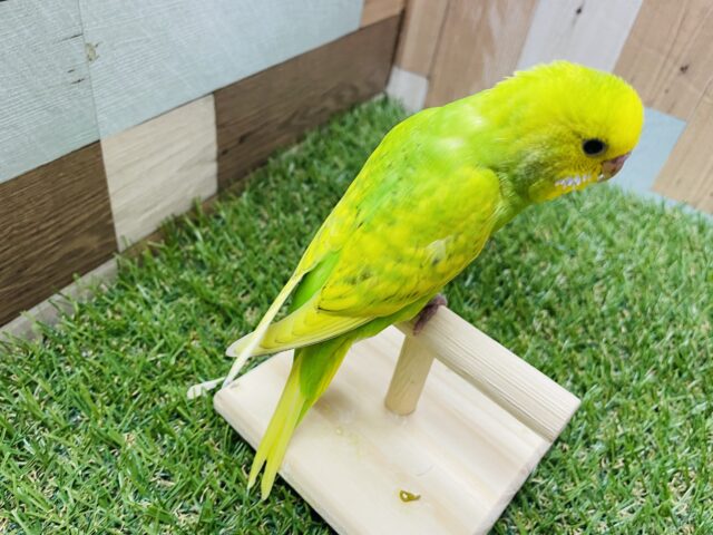 セキセイインコ