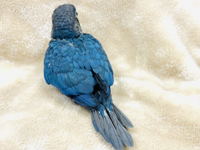 ホオミドリウロコインコ