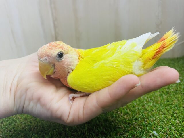 コザクラインコ（小桜インコ）