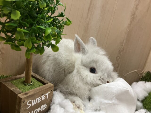 ライオンラビット