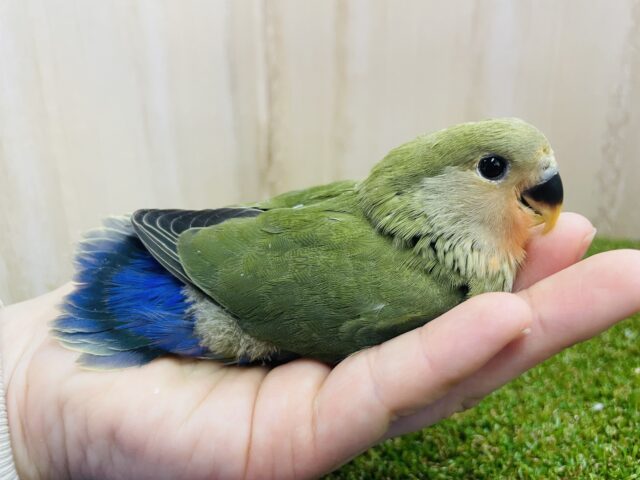 コザクラインコ（小桜インコ）