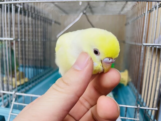 セキセイインコ