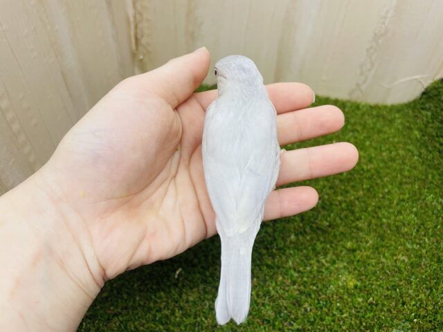 シルバー文鳥