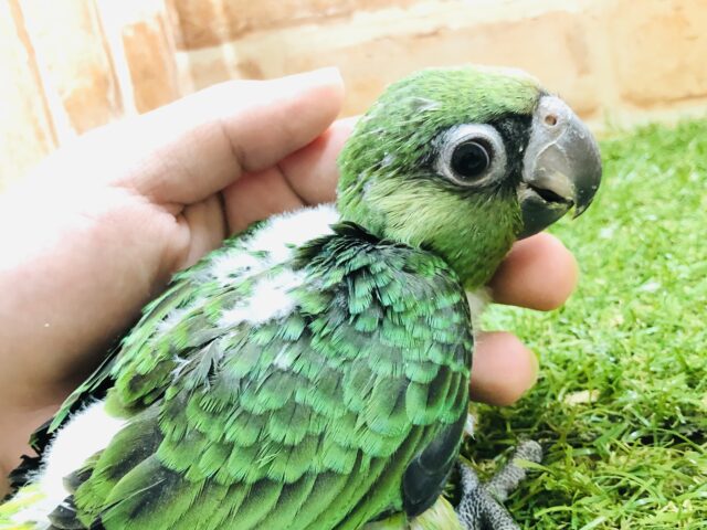 ズアカハネナガ