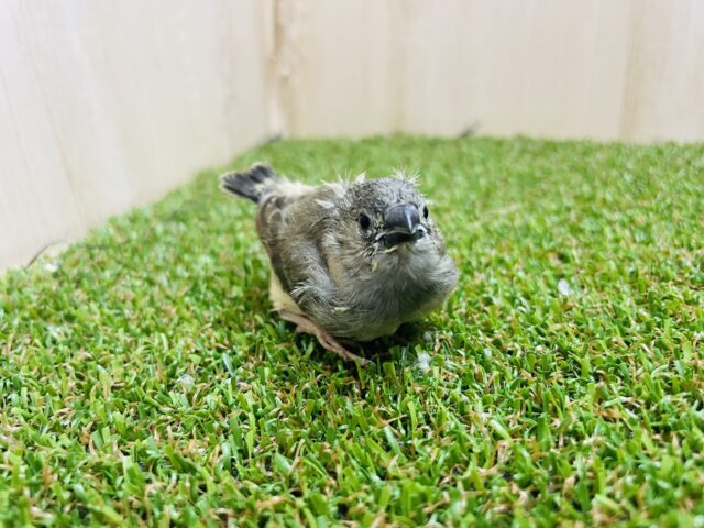 錦花鳥（キンカチョウ）