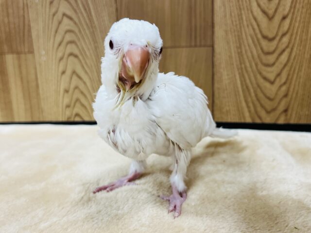 オキナインコ