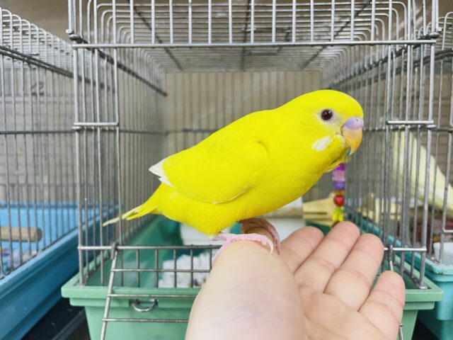 セキセイインコ