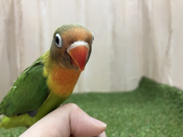ルリゴシボタンインコ
