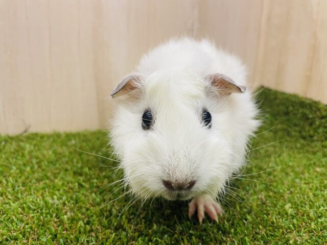 アビシニアンモルモット