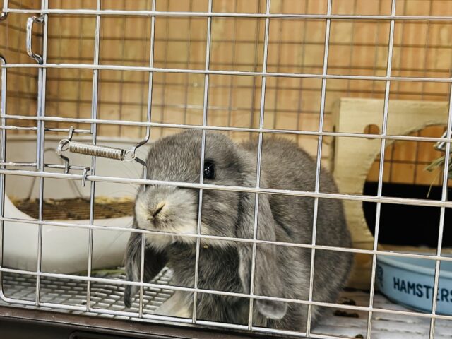 ロップイヤーラビット