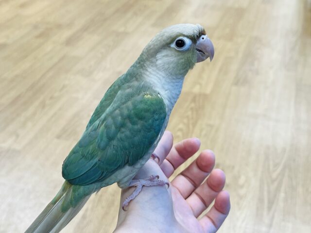 ホオミドリウロコインコ