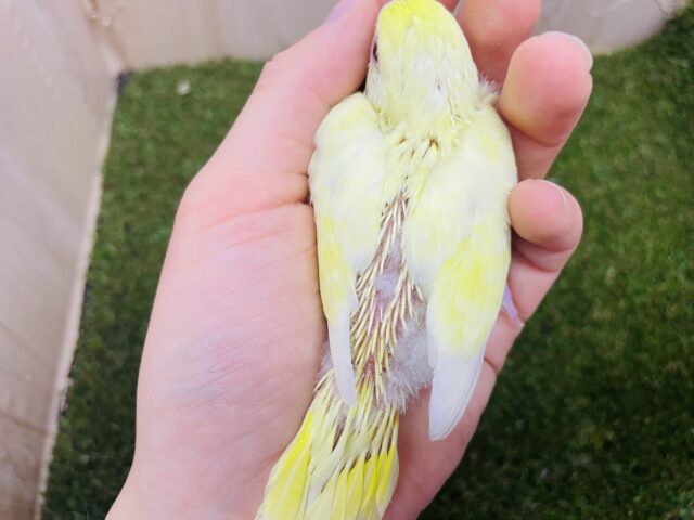 セキセイインコ