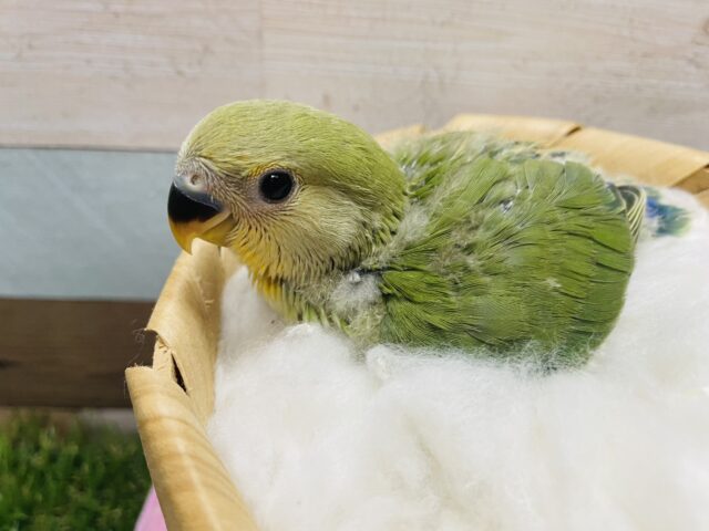 コザクラインコ（小桜インコ）