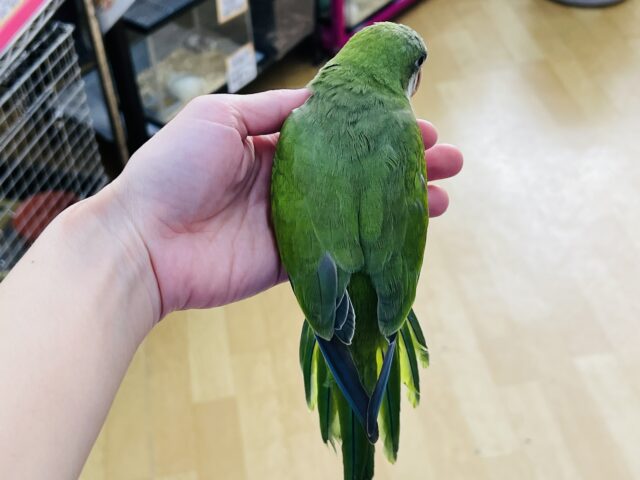 オキナインコ