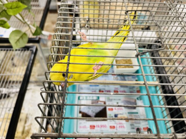 セキセイインコ