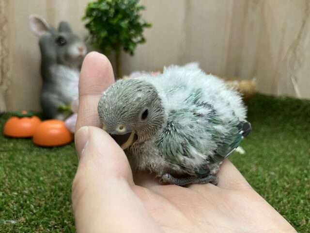 コザクラインコ（小桜インコ）
