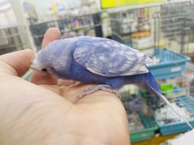 セキセイインコ