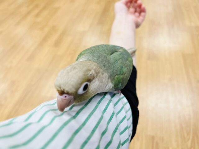 ホオミドリウロコインコ