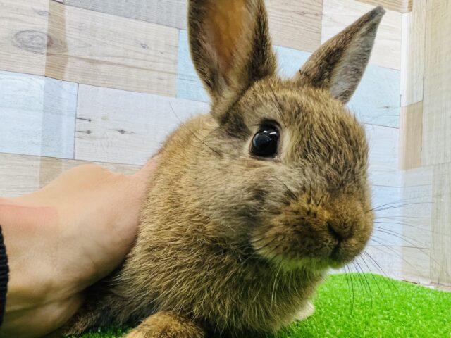 ネザーランドドワーフ