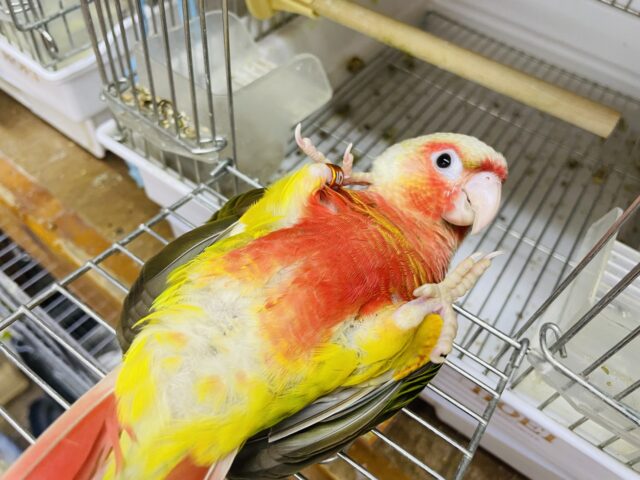 ホオミドリウロコインコ