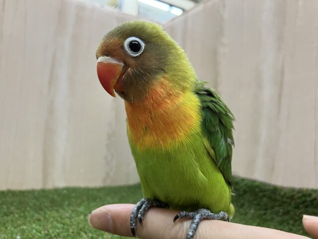 ルリゴシボタンインコ