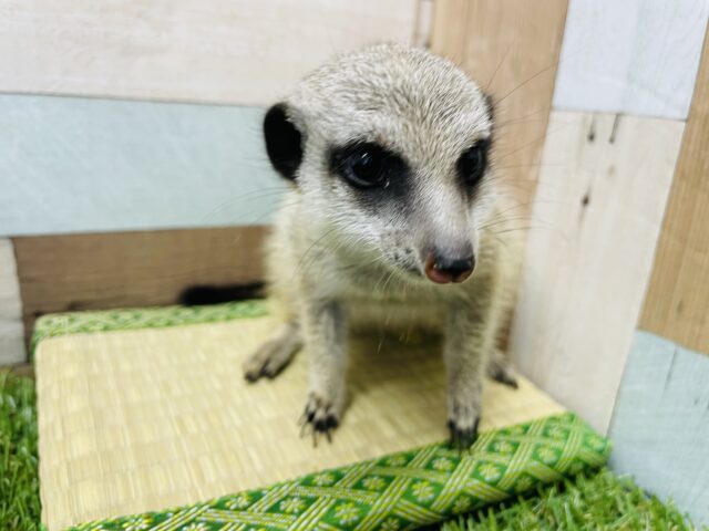 ミーアキャット