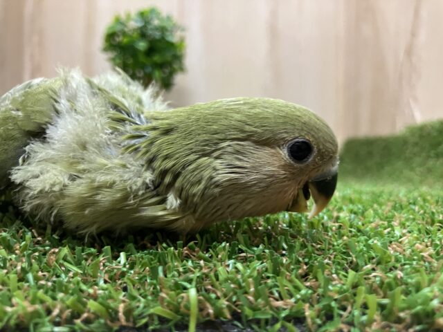 コザクラインコ（小桜インコ）