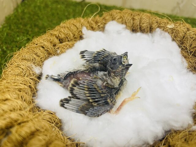 錦花鳥（キンカチョウ）