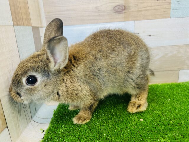 ネザーランドドワーフ