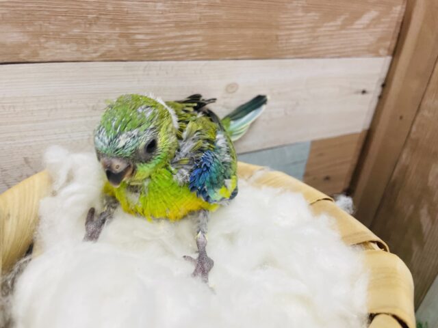 ビセイインコ（美声インコ）