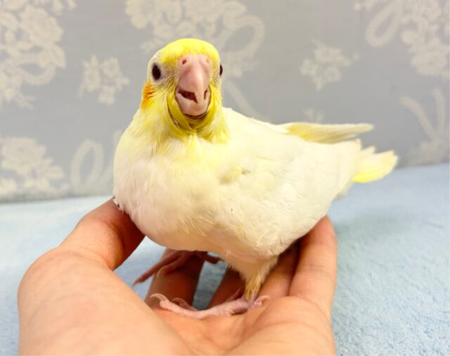 人気❗️オカメインコ(ルチノー) 2023年2月生まれ オカメインコ