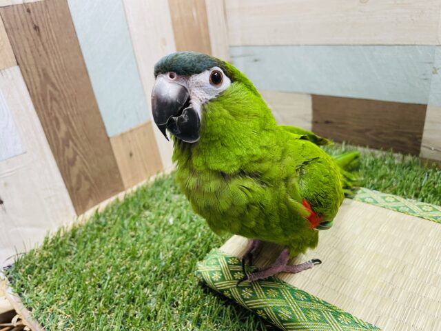 コミドリコンゴウインコ