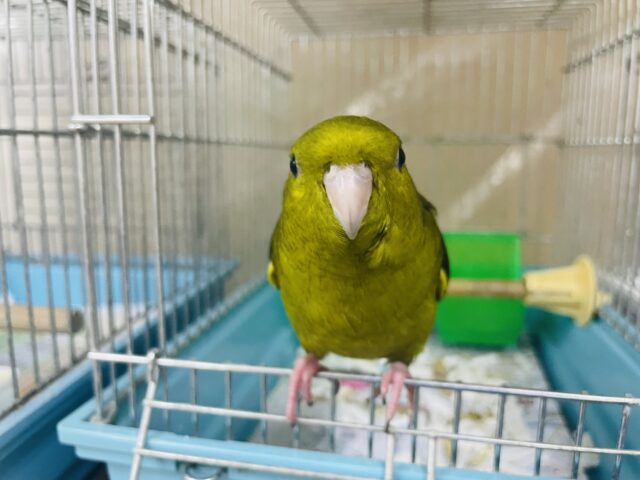 サザナミインコ