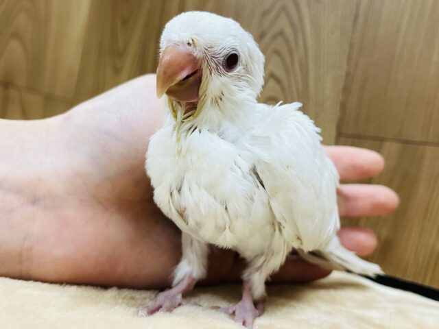 【動画更新🪄とってもお利口さん☆】天使みたい♡かわいすぎるオキナインコ(アルビノ)ヒナ オキナインコ