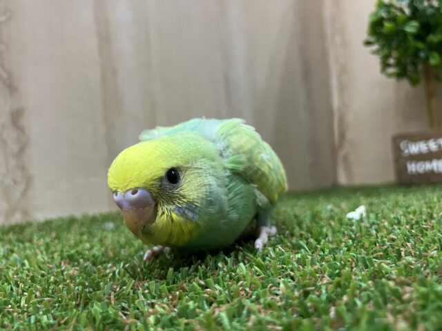 セキセイインコ